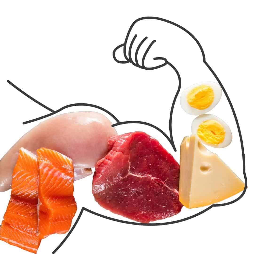 high protein portion control plate